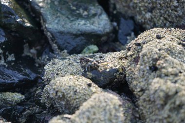 Grapsus tenuicrustatus yengeci Nisan ayında Khor Fakkan Sahili 'nde Umman Körfezi yakınlarındaki kayalara tırmanır. Grapsus tenuicrustatus (İnce kabuklu kaya yengeci, Natal lightfoot crab), başsız kabuklu bir yengeç türüdür. Khor Fakkan, Sharjah, BAE.                           