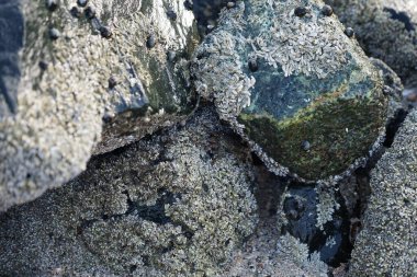 Grapsus tenuicrustatus yengeci Nisan ayında Khor Fakkan Sahili 'nde Umman Körfezi yakınlarındaki kayalara tırmanır. Grapsus tenuicrustatus (İnce kabuklu kaya yengeci, Natal lightfoot crab), başsız kabuklu bir yengeç türüdür. Khor Fakkan, Sharjah, BAE.                           