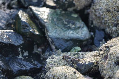 Grapsus tenuicrustatus yengeci Nisan ayında Khor Fakkan Sahili 'nde Umman Körfezi yakınlarındaki kayalara tırmanır. Grapsus tenuicrustatus (İnce kabuklu kaya yengeci, Natal lightfoot crab), başsız kabuklu bir yengeç türüdür. Khor Fakkan, Sharjah, BAE.                           