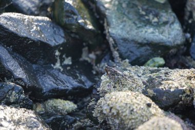 Grapsus tenuicrustatus yengeci Nisan ayında Khor Fakkan Sahili 'nde Umman Körfezi yakınlarındaki kayalara tırmanır. Grapsus tenuicrustatus (İnce kabuklu kaya yengeci, Natal lightfoot crab), başsız kabuklu bir yengeç türüdür. Khor Fakkan, Sharjah, BAE.                           