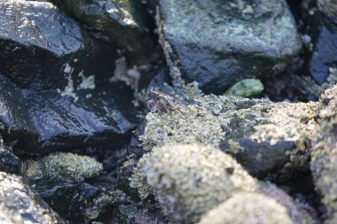 Grapsus tenuicrustatus yengeci Nisan ayında Khor Fakkan Sahili 'nde Umman Körfezi yakınlarındaki kayalara tırmanır. Grapsus tenuicrustatus (İnce kabuklu kaya yengeci, Natal lightfoot crab), başsız kabuklu bir yengeç türüdür. Khor Fakkan, Sharjah, BAE.                           