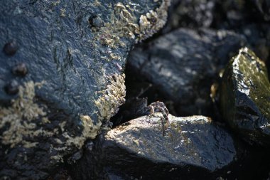 Grapsus tenuicrustatus yengeci Nisan ayında Khor Fakkan Sahili 'nde Umman Körfezi yakınlarındaki kayalara tırmanır. Grapsus tenuicrustatus (İnce kabuklu kaya yengeci, Natal lightfoot crab), başsız kabuklu bir yengeç türüdür. Khor Fakkan, Sharjah, BAE.                           