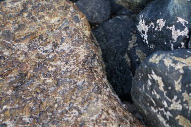 Grapsus tenuicrustatus yengeci Nisan ayında Khor Fakkan Sahili 'nde Umman Körfezi yakınlarındaki kayalara tırmanır. Grapsus tenuicrustatus (İnce kabuklu kaya yengeci, Natal lightfoot crab), başsız kabuklu bir yengeç türüdür. Khor Fakkan, Sharjah, BAE.                           