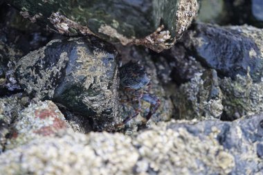 Grapsus tenuicrustatus yengeci Nisan ayında Khor Fakkan Sahili 'nde Umman Körfezi yakınlarındaki kayalara tırmanır. Grapsus tenuicrustatus (İnce kabuklu kaya yengeci, Natal lightfoot crab), başsız kabuklu bir yengeç türüdür. Khor Fakkan, Sharjah, BAE.                           