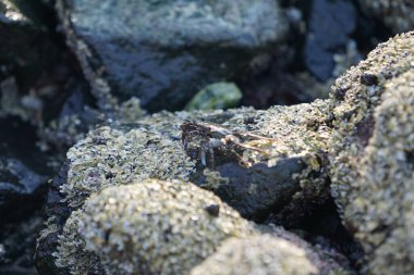 Grapsus tenuicrustatus yengeci Nisan ayında Khor Fakkan Sahili 'nde Umman Körfezi yakınlarındaki kayalara tırmanır. Grapsus tenuicrustatus (İnce kabuklu kaya yengeci, Natal lightfoot crab), başsız kabuklu bir yengeç türüdür. Khor Fakkan, Sharjah, BAE.                           