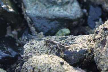 Grapsus tenuicrustatus yengeci Nisan ayında Khor Fakkan Sahili 'nde Umman Körfezi yakınlarındaki kayalara tırmanır. Grapsus tenuicrustatus (İnce kabuklu kaya yengeci, Natal lightfoot crab), başsız kabuklu bir yengeç türüdür. Khor Fakkan, Sharjah, BAE.                           