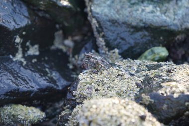 Grapsus tenuicrustatus yengeci Nisan ayında Khor Fakkan Sahili 'nde Umman Körfezi yakınlarındaki kayalara tırmanır. Grapsus tenuicrustatus (İnce kabuklu kaya yengeci, Natal lightfoot crab), başsız kabuklu bir yengeç türüdür. Khor Fakkan, Sharjah, BAE.                           