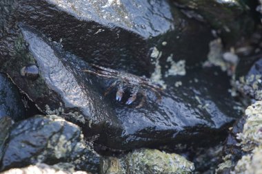 Grapsus tenuicrustatus yengeci Nisan ayında Khor Fakkan Sahili 'nde Umman Körfezi yakınlarındaki kayalara tırmanır. Grapsus tenuicrustatus (İnce kabuklu kaya yengeci, Natal lightfoot crab), başsız kabuklu bir yengeç türüdür. Khor Fakkan, Sharjah, BAE.                           