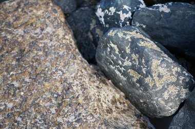 Nisan ayında Khor Fakkan kıyı şeridindeki Umman Körfezi taşkın bölgesinde kayalarda yaşayan kabuklu deniz ürünleri ve kalori fosilleri bulundu. Kabuklu deniz hayvanları, dış iskelet taşıyan su omurgasızlarıdır. Sharjah, BAE. 