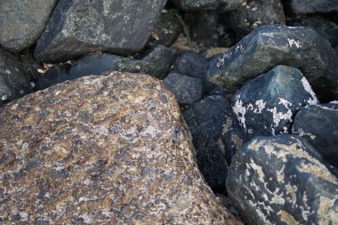 Nisan ayında Khor Fakkan kıyı şeridindeki Umman Körfezi taşkın bölgesinde kayalarda yaşayan kabuklu deniz ürünleri ve kalori fosilleri bulundu. Kabuklu deniz hayvanları, dış iskelet taşıyan su omurgasızlarıdır. Sharjah, BAE. 