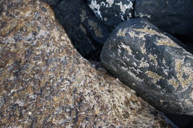 Nisan ayında Khor Fakkan kıyı şeridindeki Umman Körfezi taşkın bölgesinde kayalarda yaşayan kabuklu deniz ürünleri ve kalori fosilleri bulundu. Kabuklu deniz hayvanları, dış iskelet taşıyan su omurgasızlarıdır. Sharjah, BAE. 