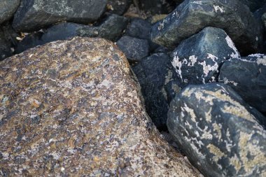 Nisan ayında Khor Fakkan kıyı şeridindeki Umman Körfezi taşkın bölgesinde kayalarda yaşayan kabuklu deniz ürünleri ve kalori fosilleri bulundu. Kabuklu deniz hayvanları, dış iskelet taşıyan su omurgasızlarıdır. Sharjah, BAE. 