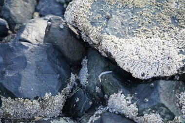Nisan ayında Khor Fakkan kıyı şeridindeki Umman Körfezi taşkın bölgesinde kayalarda yaşayan kabuklu deniz ürünleri ve kalori fosilleri bulundu. Kabuklu deniz hayvanları, dış iskelet taşıyan su omurgasızlarıdır. Sharjah, BAE. 