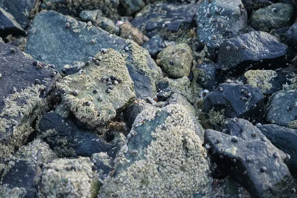 Nisan ayında Khor Fakkan kıyı şeridindeki Umman Körfezi taşkın bölgesinde kayalarda yaşayan kabuklu deniz ürünleri ve kalori fosilleri bulundu. Kabuklu deniz hayvanları, dış iskelet taşıyan su omurgasızlarıdır. Sharjah, BAE. 