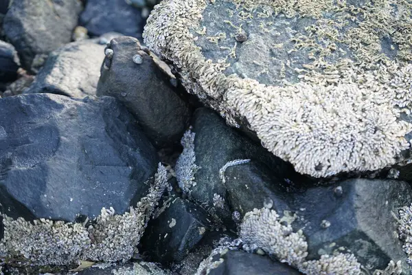 Nisan ayında Khor Fakkan kıyı şeridindeki Umman Körfezi taşkın bölgesinde kayalarda yaşayan kabuklu deniz ürünleri ve kalori fosilleri bulundu. Kabuklu deniz hayvanları, dış iskelet taşıyan su omurgasızlarıdır. Sharjah, BAE. 