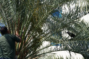Khor Fakkan, Sharjah, BAE - 23 Nisan 2023: Bir Corvus kuşu Nisan ayında Phoenix 'teki bir Dactylifera palmiyesinin tarihlerini kesen bir adama haykırıyor. Ev kargası, Corvus ihtişamı, Kızılderili, gri boyunlu, Seylan kargası, karga familyasının yaygın bir kuşudur..