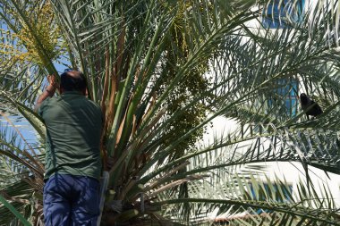 Khor Fakkan, Sharjah, BAE - 23 Nisan 2023: Bir Corvus kuşu Nisan ayında Phoenix 'teki bir Dactylifera palmiyesinin tarihlerini kesen bir adama haykırıyor. Ev kargası, Corvus ihtişamı, Kızılderili, gri boyunlu, Seylan kargası, karga familyasının yaygın bir kuşudur..
