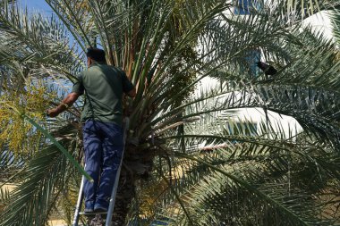 Khor Fakkan, Sharjah, BAE - 23 Nisan 2023: Bir Corvus kuşu Nisan ayında Phoenix 'teki bir Dactylifera palmiyesinin tarihlerini kesen bir adama haykırıyor. Ev kargası, Corvus ihtişamı, Kızılderili, gri boyunlu, Seylan kargası, karga familyasının yaygın bir kuşudur..