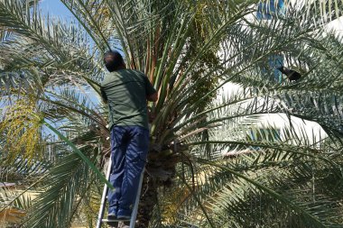 Khor Fakkan, Sharjah, BAE - 23 Nisan 2023: Bir Corvus kuşu Nisan ayında Phoenix 'teki bir Dactylifera palmiyesinin tarihlerini kesen bir adama haykırıyor. Ev kargası, Corvus ihtişamı, Kızılderili, gri boyunlu, Seylan kargası, karga familyasının yaygın bir kuşudur..