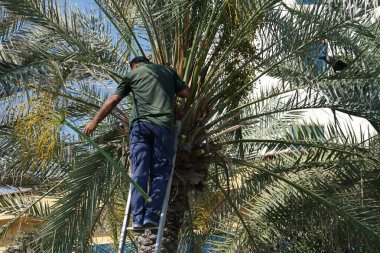 Khor Fakkan, Sharjah, BAE - 23 Nisan 2023: Bir Corvus kuşu Nisan ayında Phoenix 'teki bir Dactylifera palmiyesinin tarihlerini kesen bir adama haykırıyor. Ev kargası, Corvus ihtişamı, Kızılderili, gri boyunlu, Seylan kargası, karga familyasının yaygın bir kuşudur..