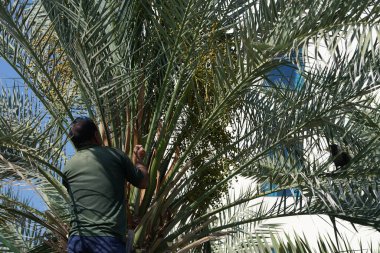Khor Fakkan, Sharjah, BAE - 23 Nisan 2023: Bir Corvus kuşu Nisan ayında Phoenix 'teki bir Dactylifera palmiyesinin tarihlerini kesen bir adama haykırıyor. Ev kargası, Corvus ihtişamı, Kızılderili, gri boyunlu, Seylan kargası, karga familyasının yaygın bir kuşudur..