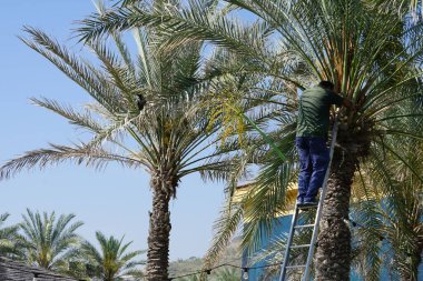 Khor Fakkan, Sharjah, BAE - 23 Nisan 2023: Bir Corvus kuşu Nisan ayında Phoenix 'teki bir Dactylifera palmiyesinin tarihlerini kesen bir adama haykırıyor. Ev kargası, Corvus ihtişamı, Kızılderili, gri boyunlu, Seylan kargası, karga familyasının yaygın bir kuşudur..
