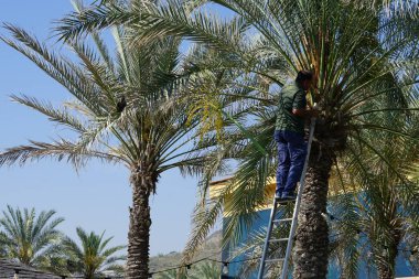 Khor Fakkan, Sharjah, BAE - 23 Nisan 2023: Bir Corvus kuşu Nisan ayında Phoenix 'teki bir Dactylifera palmiyesinin tarihlerini kesen bir adama haykırıyor. Ev kargası, Corvus ihtişamı, Kızılderili, gri boyunlu, Seylan kargası, karga familyasının yaygın bir kuşudur..