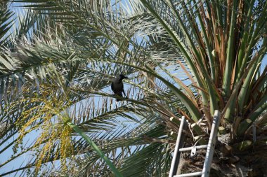 Corvus Nisan 'da Phoenix Dactylifera palmiyesine tünemiş görkemli bir kuş. Ev kargası, Corvus splendens, Kızılderili, gri boyunlu, Seylan veya Colombo karga, karga familyasından yaygın bir kuş türüdür. Khor Fakkan, Sharjah, Birleşik Arap Emirlikleri. 