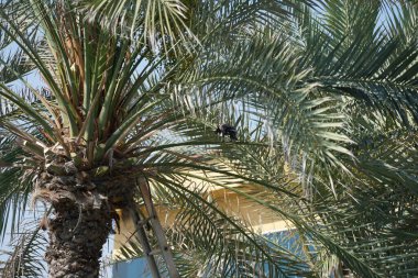 Corvus Nisan 'da Phoenix Dactylifera palmiyesine tünemiş görkemli bir kuş. Ev kargası, Corvus splendens, Kızılderili, gri boyunlu, Seylan veya Colombo karga, karga familyasından yaygın bir kuş türüdür. Khor Fakkan, Sharjah, Birleşik Arap Emirlikleri. 