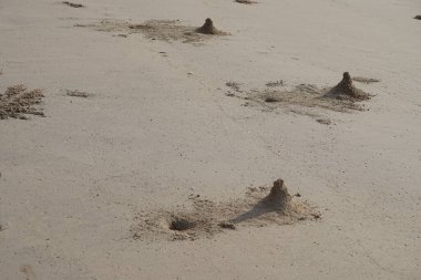 Yengeçler Nisan sabahının erken saatlerinde Khor Fakkan Sahili 'nde kum kuleleri inşa ederler. Khor Fakkan, Sharjah, BAE.