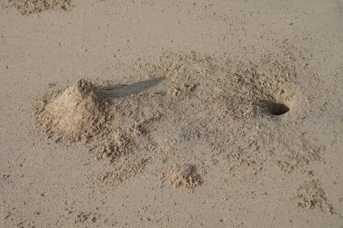 Yengeçler Nisan sabahının erken saatlerinde Khor Fakkan Sahili 'nde kum kuleleri inşa ederler. Khor Fakkan, Sharjah, BAE.