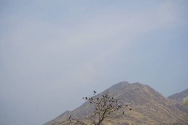 Columba livya kuşları Nisan ayında bir ağaca tüneyerek Khor Fakkan 'ın arka planında dağlar oluştururlar. Kaya güvercini, Columba livya, Columbidae kuş familyasının bir üyesidir. Sharjah, BAE.