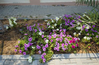 Petunia x atkinsiana çiçekleri ve Nisan 'da yetişen Phoenix roebelenii ağacı. Petunia x atkinsiana, petunyanın tüm melez türlerini kapsayan bir Petunya bitkisi olan 