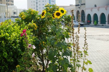 Khor Fakkan, Sharjah, BAE - 24 Nisan 2023: Alcea rosea, Senna surattensis ve Helianthus annuus çiçek açtı. Alcea Rosea, Malvaceae familyasından bir süs çiçeği bitkisidir.. 