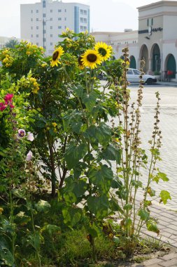 Khor Fakkan, Sharjah, BAE - 24 Nisan 2023: Alcea rosea, Senna surattensis ve Helianthus annuus çiçek açtı. Alcea Rosea, Malvaceae familyasından bir süs çiçeği bitkisidir.. 
