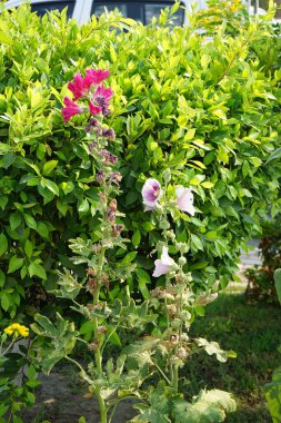Alcea gül çiçekleri Nisan ayında bir çiçek tarhında çiçek açar. Alcea rosea, Malvaceae familyasından bir çiçek bitkisidir. Khor Fakkan, Sharjah, BAE.