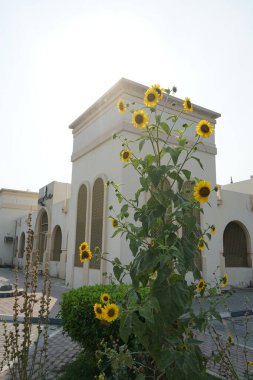 Khor Fakkan, Sharjah, BAE - 24 Nisan 2023: Helianthus annuus ayçiçekleri Nisan ayında yetişir. Helianthus annuus, Helianthus cinsinin yıllık büyük bir forb 'udur..