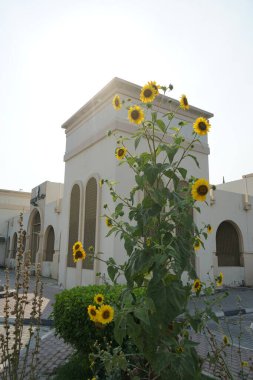Khor Fakkan, Sharjah, BAE - 24 Nisan 2023: Helianthus annuus ayçiçekleri Nisan ayında yetişir. Helianthus annuus, Helianthus cinsinin yıllık büyük bir forb 'udur..