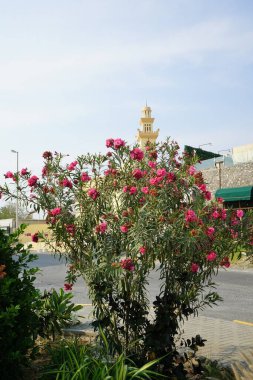 Neryum zakkum Nisan 'da çiçek açar. Neryum zakkum ya da zakkum, dünya çapında ılıman ve subtropikal alanlarda bir süs bitkisi olarak yetiştirilmiş bir çalılıktır. Khor Fakkan, Sharjah, BAE.