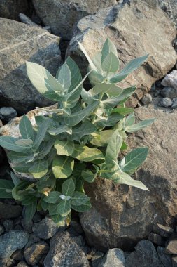 Calotropis procera Nisan 'da büyür. Calotropis procera, Apokinakeae familyasından bir bitki türü. Khor Fakkan, Sharjah, Birleşik Arap Emirlikleri.                              