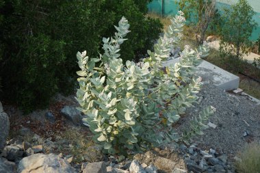Calotropis procera Nisan 'da büyür. Calotropis procera, Apokinakeae familyasından bir bitki türü. Khor Fakkan, Sharjah, Birleşik Arap Emirlikleri.                              