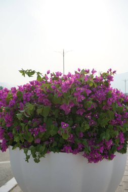 Nisan ayında Bougainvillea glabra mor çiçeklerle açar. Bougainvillea glabra, kartonpiyergiller (Bougainvillea) familyasından bir glabra türü. Khor Fakkan, Sharjah, BAE.