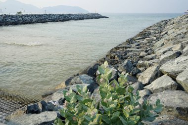 Calotropis procera Nisan 'da büyür. Calotropis procera, Apokinakeae familyasından bir bitki türü. Khor Fakkan, Sharjah, Birleşik Arap Emirlikleri.                              