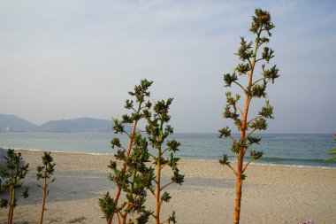 Agave sisalana bitkileri Nisan ayında Khor Fakkan kentindeki toprak setinin yakınında çiçek açtı. Sisal, Agave sisalana, Asparagaceae familyasından bir bitki türü. Sharjah, BAE. 