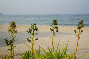 Agave sisalana bitkileri Nisan ayında Khor Fakkan kentindeki toprak setinin yakınında çiçek açtı. Sisal, Agave sisalana, Asparagaceae familyasından bir bitki türü. Sharjah, BAE. 