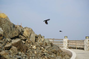 Corvus 'un görkemli kuşları Khor Fakkan' daki Al Adwani Kulesi civarında bulunur. Ev kargası, Corvus splendens, karga familyasının yaygın bir kuşudur. Sharjah, BAE. 