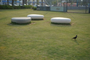 Khor Fakkan, Sharjah, BAE - 24 Nisan 2023: Bir Corvus görkemli kuşu Nisan ayında Khor Fakkan kentindeki bir dinlenme alanındaki yeşil bir çimenlikte duruyor. Ev kargası, Corvus splendens, karga familyasının sıradan bir kuşudur..