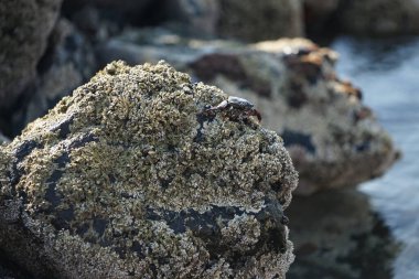 Grapsus tenuicrustatus yengeci Nisan ayında Khor Fakkan Sahili 'nde Umman Körfezi yakınlarındaki kayalara tırmanır. Grapsus tenuicrustatus (İnce kabuklu kaya yengeci, Natal lightfoot crab), başsız kabuklu bir yengeç türüdür. Khor Fakkan, Sharjah, BAE.                           