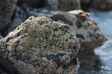 Grapsus tenuicrustatus yengeci Nisan ayında Khor Fakkan Sahili 'nde Umman Körfezi yakınlarındaki kayalara tırmanır. Grapsus tenuicrustatus (İnce kabuklu kaya yengeci, Natal lightfoot crab), başsız kabuklu bir yengeç türüdür. Khor Fakkan, Sharjah, BAE.                           