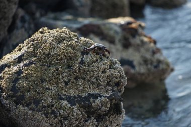 Grapsus tenuicrustatus yengeci Nisan ayında Khor Fakkan Sahili 'nde Umman Körfezi yakınlarındaki kayalara tırmanır. Grapsus tenuicrustatus (İnce kabuklu kaya yengeci, Natal lightfoot crab), başsız kabuklu bir yengeç türüdür. Khor Fakkan, Sharjah, BAE.                           